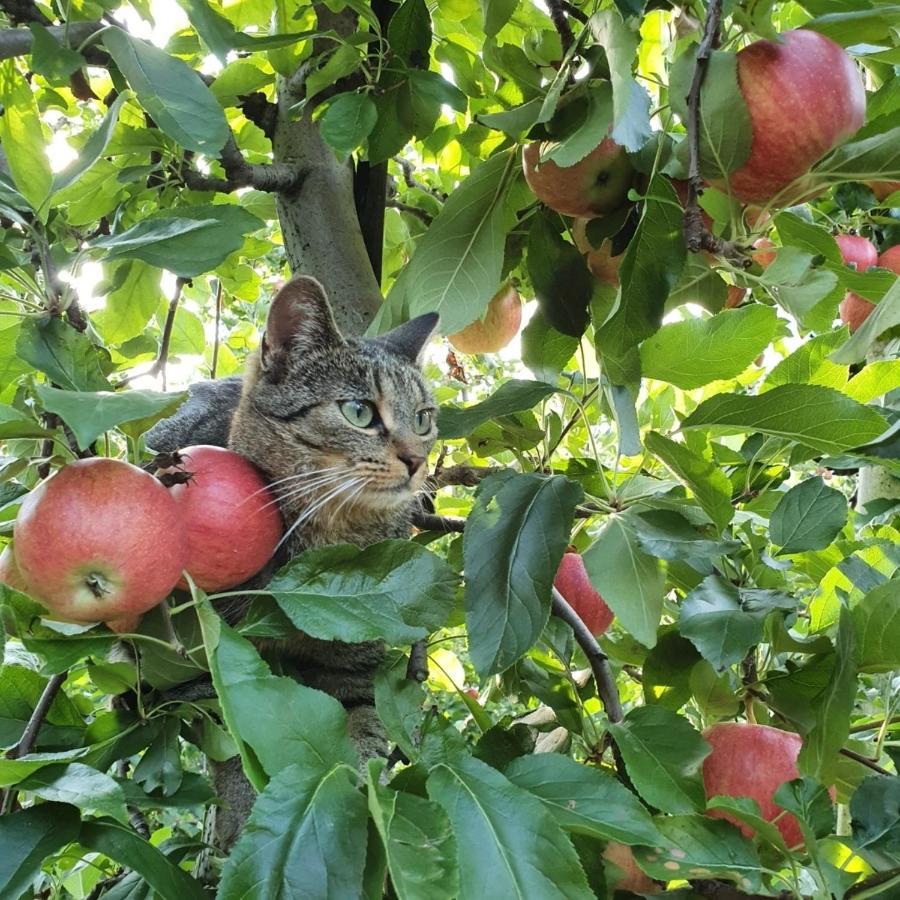 Mareinhof Vetzan-Apples,Apartment&More Schlanders Buitenkant foto